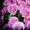 Soñé con un jardín de rosas.  Interpretación de los sueños con rosas.  La interpretación del sueño también depende del color de la planta.