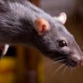Ratos e seus hábitos, selvagens e domésticos