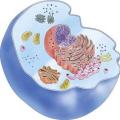 Diferencias y similitudes entre células vegetales y animales ¿Cuáles son las similitudes en la estructura celular?