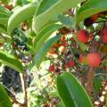 Земляничное дерево красное: описание растения